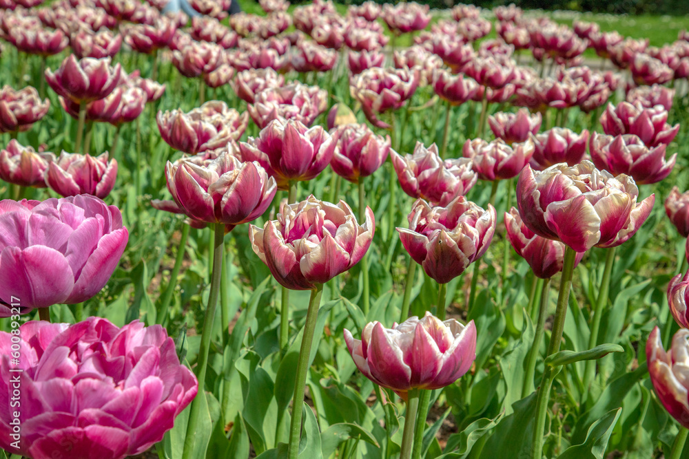 Beauty blooming colorful tulips in the spring.