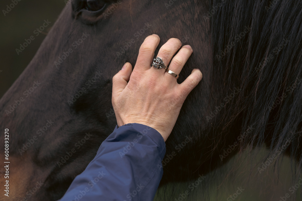 custom made wallpaper toronto digitalA man's hand with a ring in the shape of a skull strokes the horse's face. Horse as psychological support. Healing interaction with animals. Stroking a horse. Hold on to the animal. Animals that treat