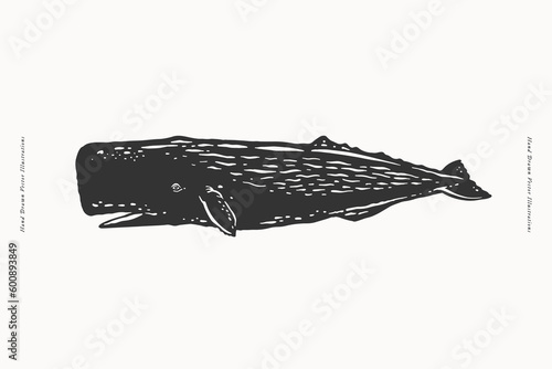 Hand-drawn image of a dark sperm whale. Ocean animal on a light background. Vector illustration in vintage engraving style for your design.