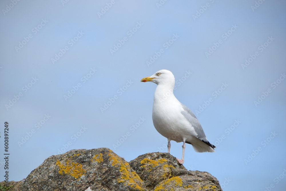 a seagull standing on the rock a seagull standing on the rock