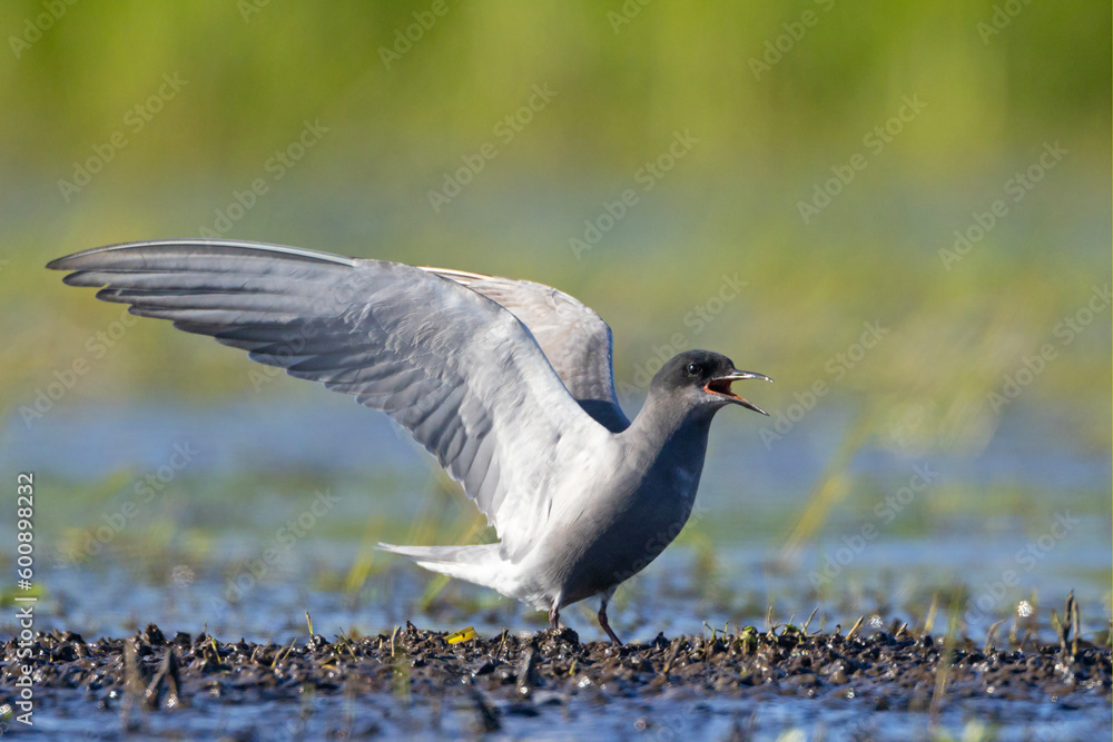 Fototapeta premium rybitwa czarna (Chlidonias niger) 
