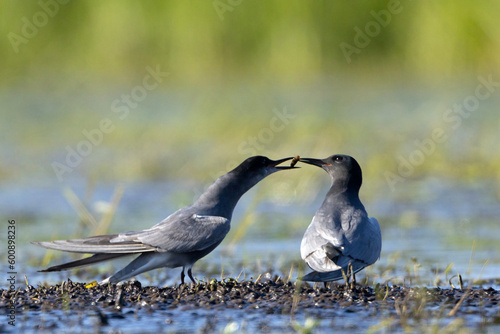 rybitwa czarna (Chlidonias niger)  #600898236