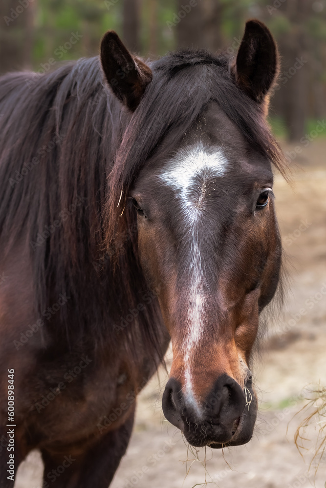 Obraz premium Animal head. The eye of a horse. A horse's face. Body part. Farm life. Equestrian sports club. The beauty of nature. A noble and graceful animal.