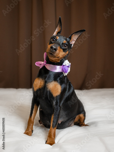 Pregnant pygmy pinscher dog with a bow around his neck sits on the bed