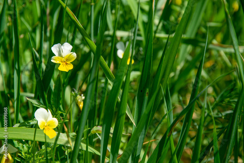 Violets in a forest clearing with a bokeh effect. White-yellow flowers in tall grass on a green background, bokeh. Viola field. Medicinal plant for herbal medicine. photo