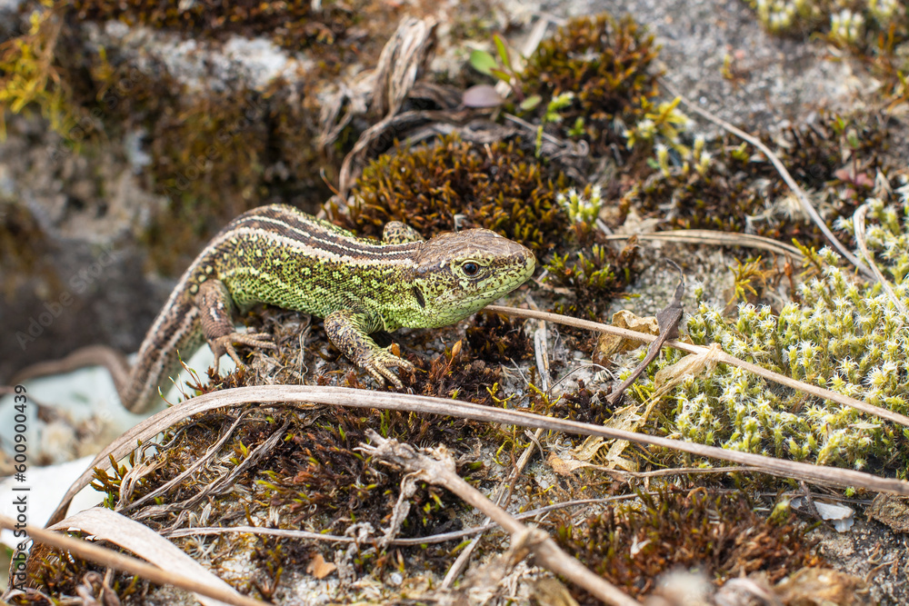 Naklejka premium Sand lizard. Lacerta agilis male. The most common reptile in Poland