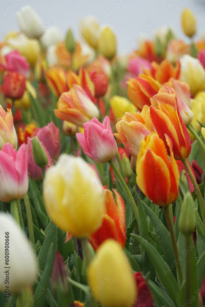 close up of Netherlands colorful tulips in the garden