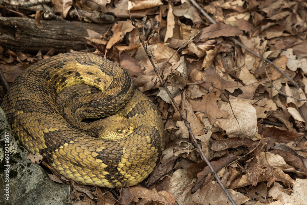 Fototapeta premium Enormous yellow timber rattlesnake on its migration route away from its New York overwintering den