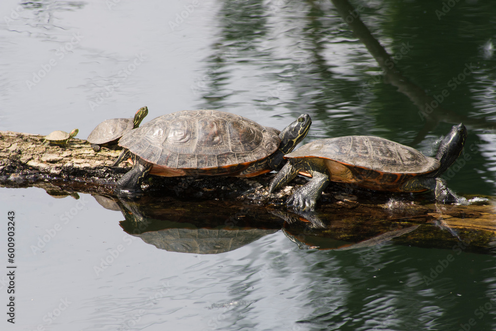 Obraz premium Famiglia di tartarughe su tronco in acqua