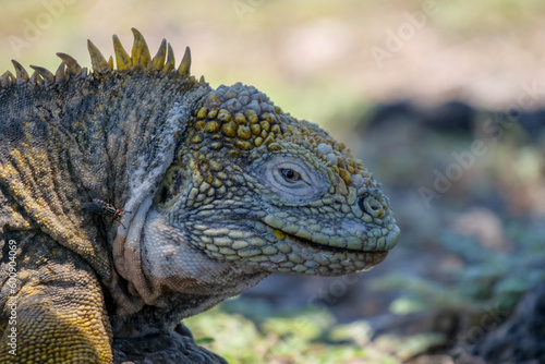 Close up of the side profile of a bright yellow adult land iguana  iguana terrestre between green cactus plants at South Plaza Island  Galapagos  Ecuador. Background blurred or out of focus