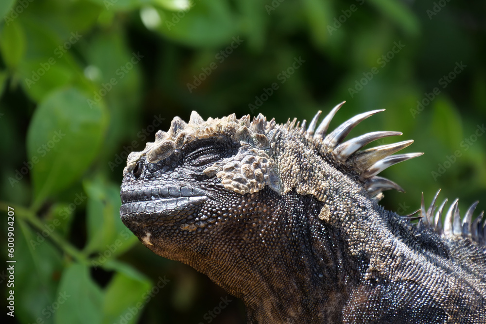 Obraz premium Close up of side profile of marine iguana basking in the sun. Blurred or out of focus background.