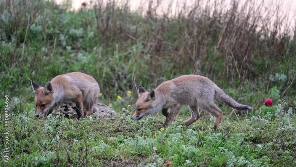 Red Fox Young Pups are playing in the grass near the burrow. Vulpes vulpes. Slow motion. Red Fox Young Pups are playing in the grass near the burrow. Vulpes vulpes. Slow motion.