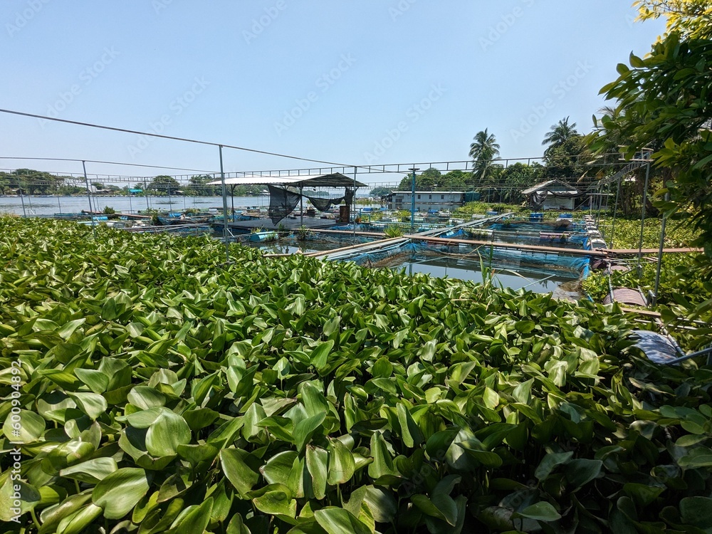 Foto de Thailand traditional family run water farm on the Khwae Yai