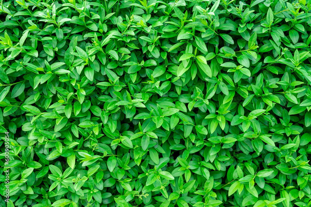 Background of green shrub leaves large texture Background of green shrub leaves large texture