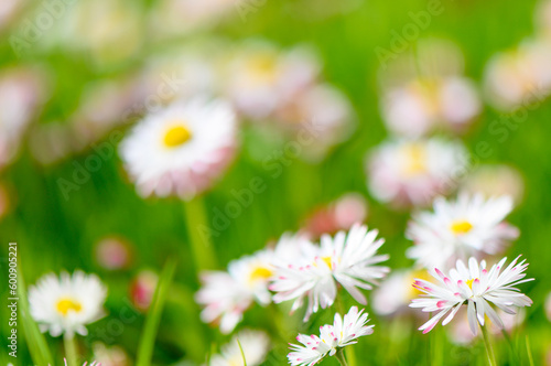 daisies on a spring lawn on a green background as a postcard. fresh spring composition 1