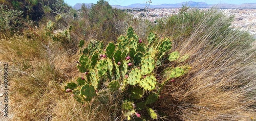 Prickly pear cactus with edible fruits. Cactus fruit. Blooming prickly pear cactus in the wild.Opuntia cactus in Spain.  photo