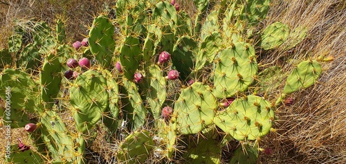 Prickly pear cactus with edible fruits. Cactus fruit. Blooming prickly pear cactus in the wild.Opuntia cactus in Spain.  photo