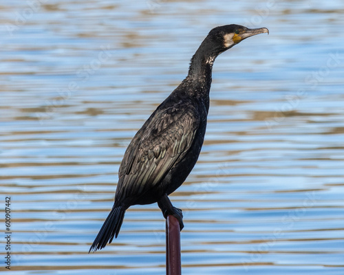 Ocell Llac Banyoles photo