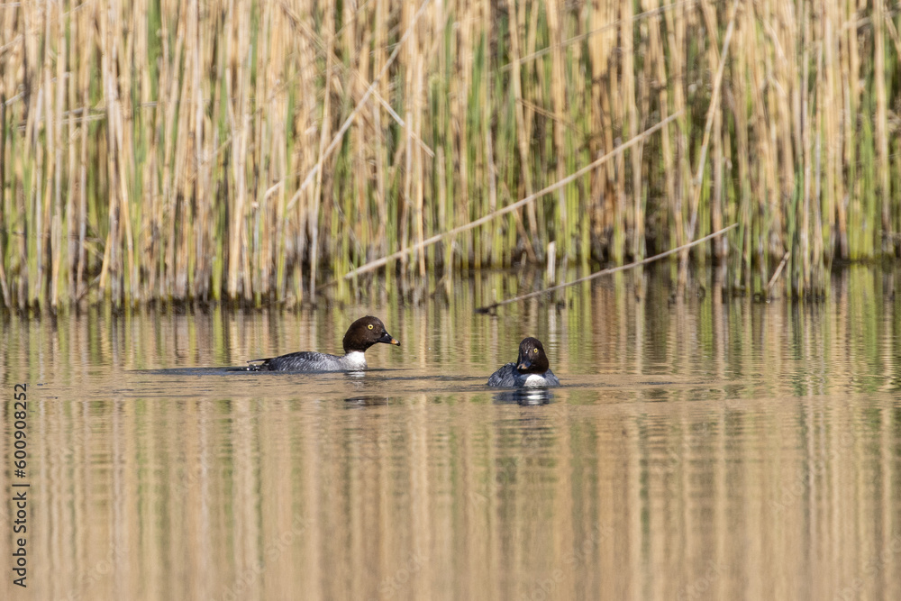 Two ducks on the lake.. Common Goldeneye (Bucephala clangula) . Poland Two ducks on the lake.. Common Goldeneye (Bucephala clangula) . Poland