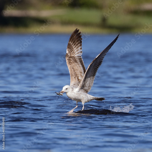 Seagull with a fish in its beak, Narew River, Poland
