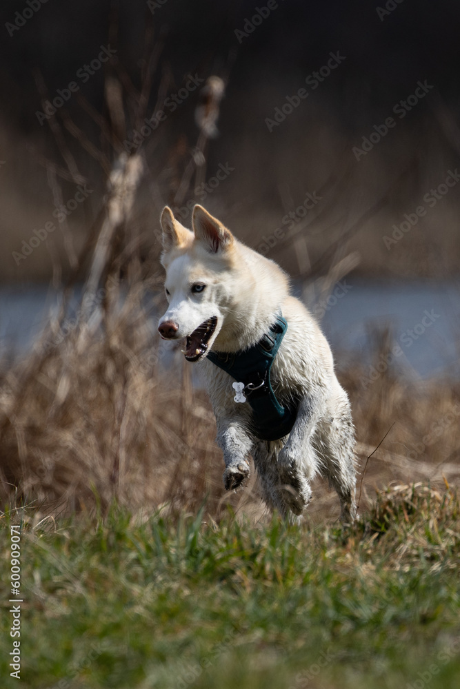 Dog on the run, husky