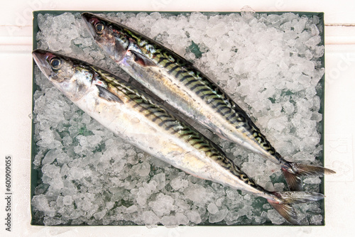 The Atlantic mackerel or mackerel, also called xarda and sarda, is a species of perciform fish in the Scombridae family photo