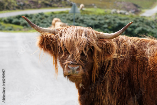 Scottish Highland cow grazing at the side of the road on the North Coast 500 route in Scotland