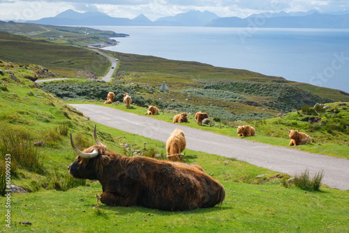 Scottish Highland cows grazing at the side of the road on the North Coast 500 route in Scotland