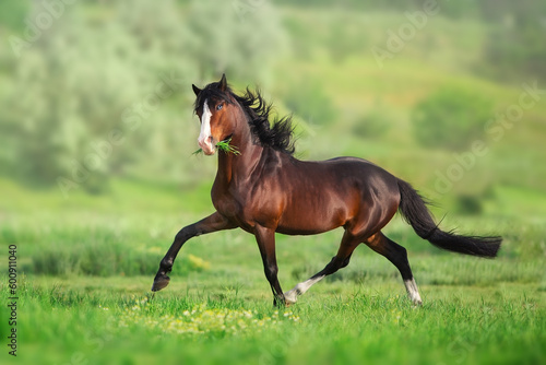 Bay horse with blue eye in motion