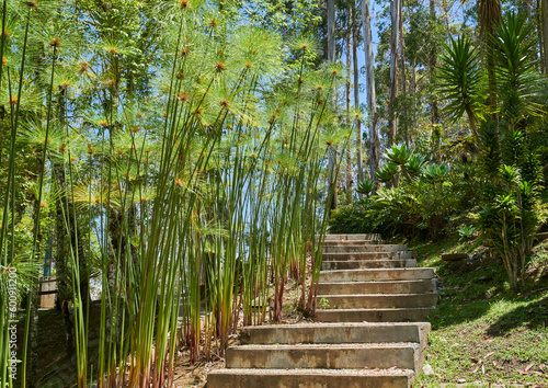 Pathway with stairs in garden with lush plants in Resort in Guatapé, Colombia