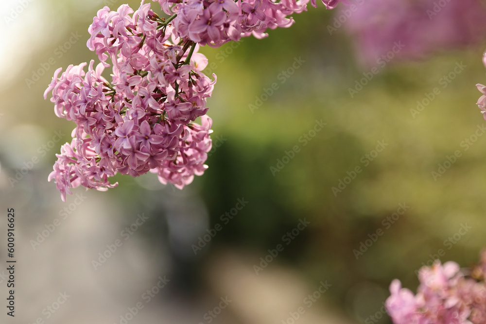 Spring branches of blossoming lilac. Closeup of lilac flowers. beautiful lilac flowers branch on a green background, natural spring background. Against the light. Copy space. Soft selective focus.