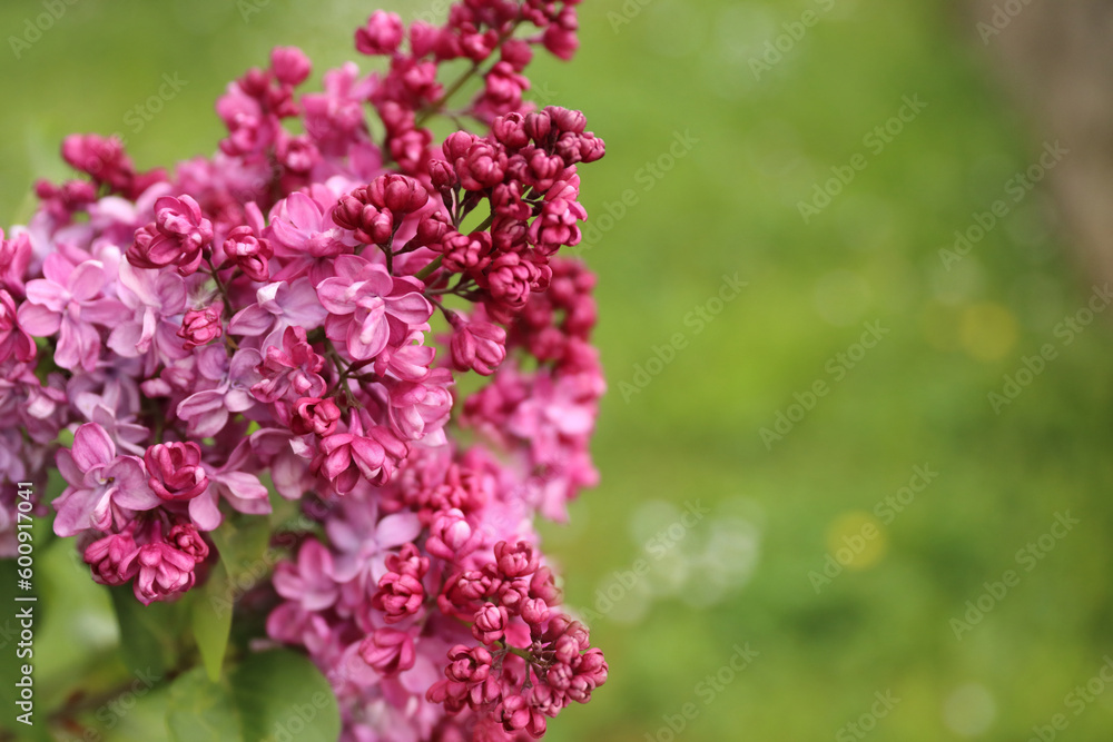 Big lilac branch bloom. Bright blooms of spring lilacs bush. Spring blue lilac flowers close-up on blurred background. Bouquet of purple flowers Big lilac branch bloom. Bright blooms of spring lilacs bush. Spring blue lilac flowers close-up on blurred background. Bouquet of purple flowers