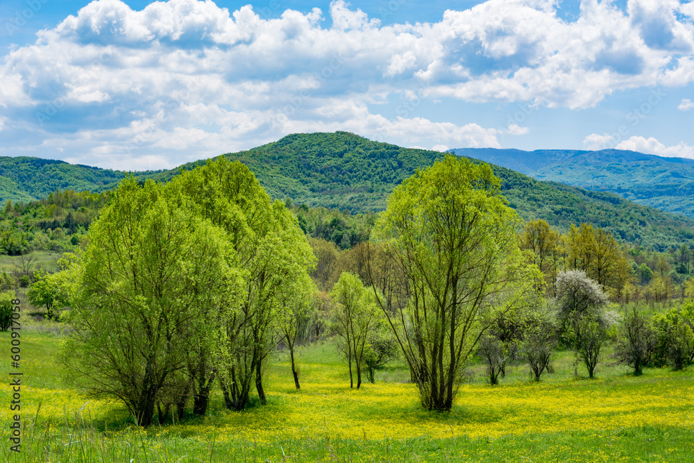 Trees and meadows full of yellow flowers with green hills in the background and blue sky with white clouds on a sunny spring day in nature. Natural background concept