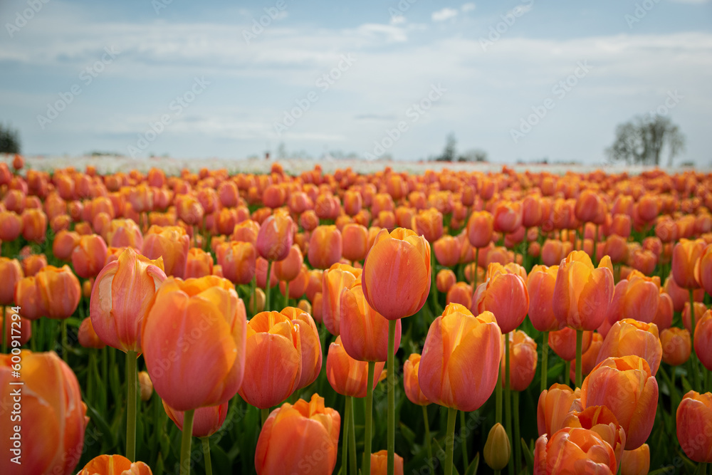 Oregon Tulip Festival in Spring