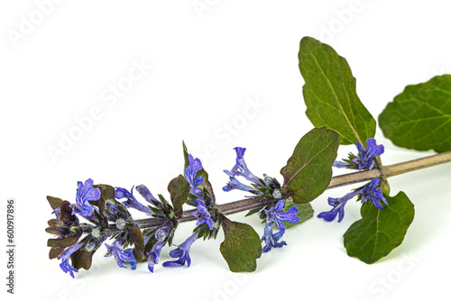 Ajuga reptans plant. Also known as common or blue bugle, bugleherb, bugleweed, carpetweed, carpet bugleweed. Isolated on white background.