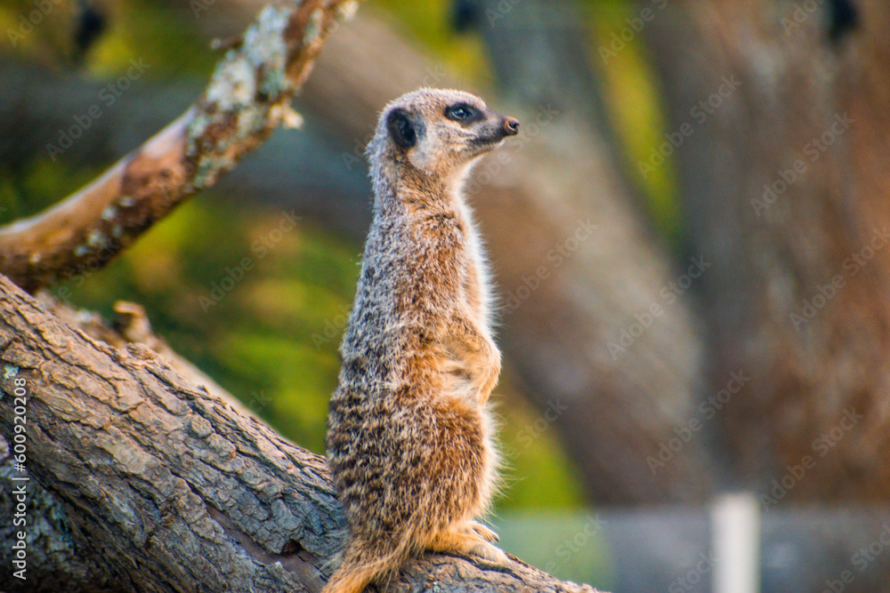 Fototapeta premium meerkat on guard