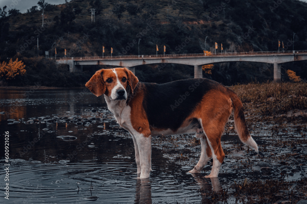 A dog in the river forest