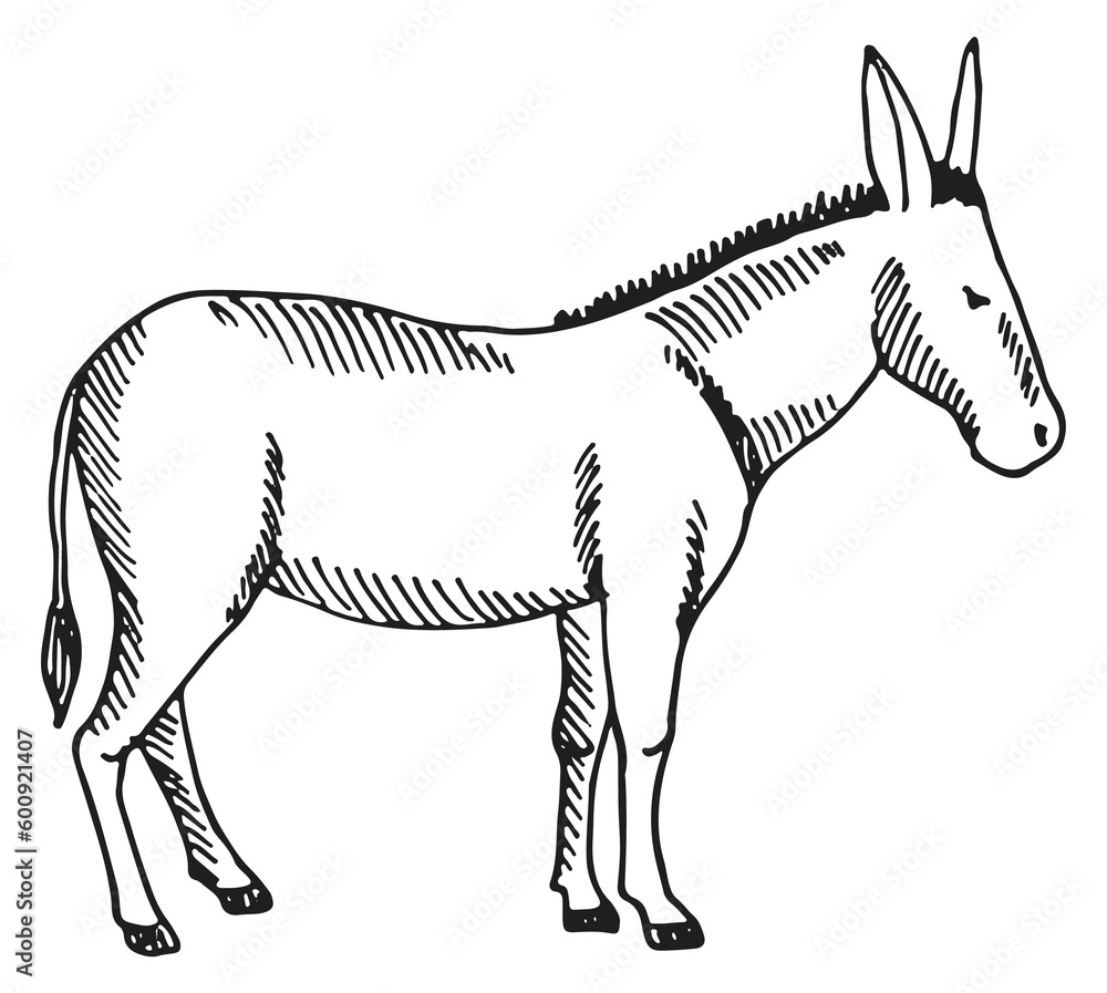 Donkey sketch. Farm animal. Hand drawn mammal Donkey sketch. Farm animal. Hand drawn mammal