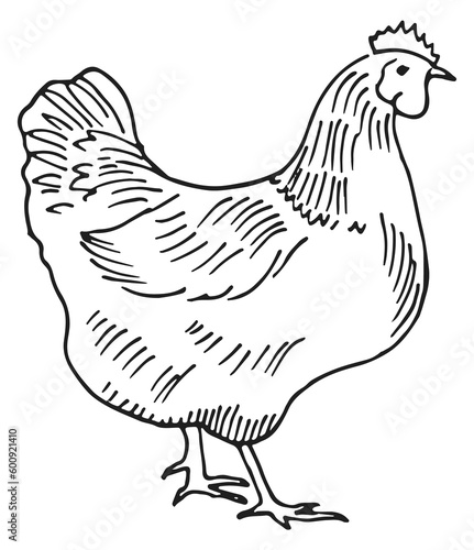 Hen sketch. Hand drawn chicken. Farm bird