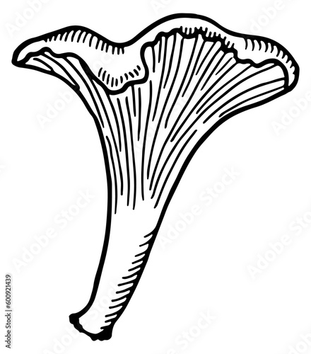 Russule sketch. Ink drawing of raw fungus