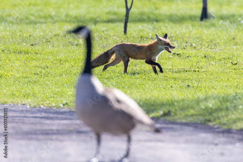 Red fox hunting Canada goose  photo