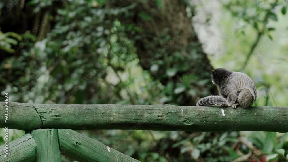 Cute Little Monkey Observing the Jungle on a Wooden Fence Cute Little Monkey Observing the Jungle on a Wooden Fence