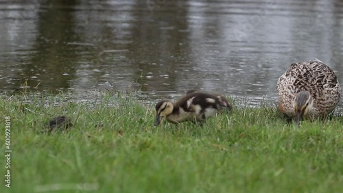 Ducks and ducklings in spring on a farm in North Yorkshire, England, United Kingdom