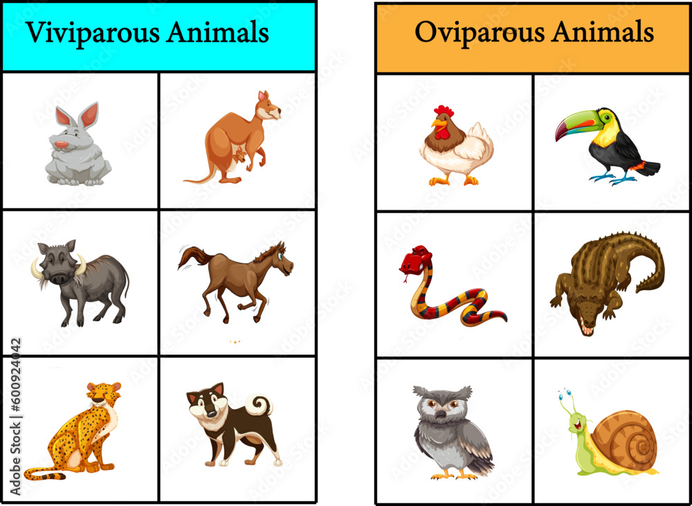 oviparous animals and viviparous animals vector image Stock Vector Adobe Stock
