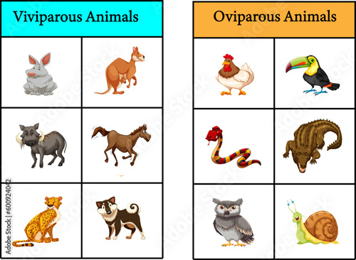 oviparous animals and viviparous animals vector image photo