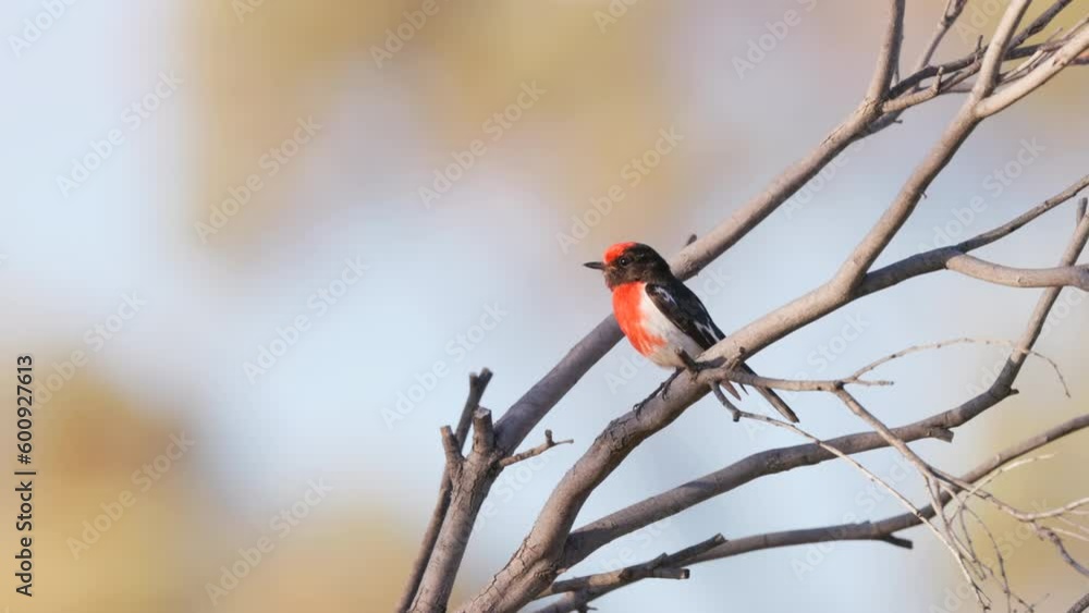 a slow motion clip of male red-capped robin perching in a dead tree at paddabilla bore in western qld, australia a slow motion clip of male red-capped robin perching in a dead tree at paddabilla bore in western qld, australia