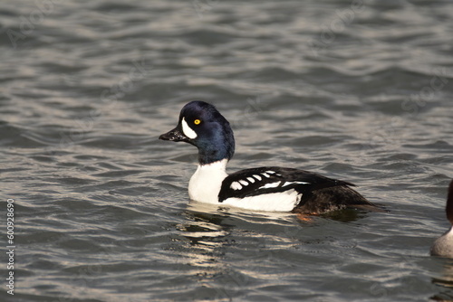 Male Barrow's Goldeneye on the water