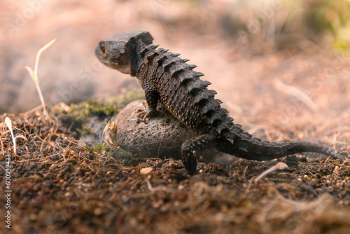 Red-Eyed Crocodile Skink Tribolonotus gracilis