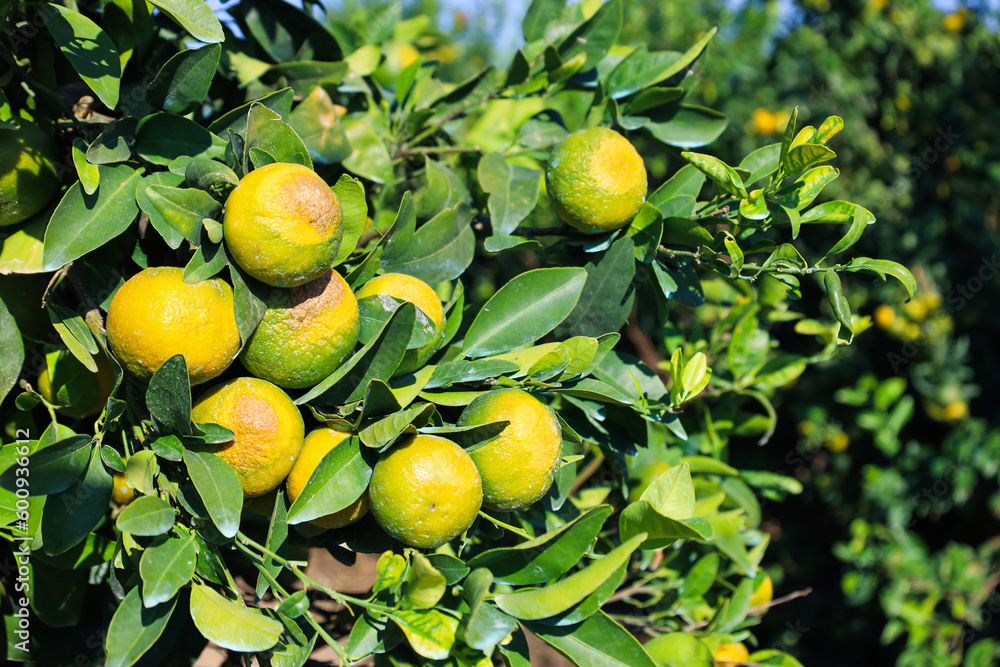 Tangerine trees with unripe green fruits on plantation