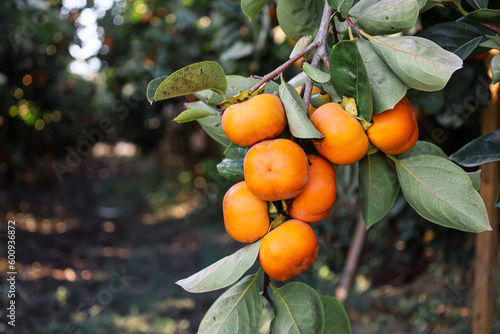 Tree branch with ripe persi...
